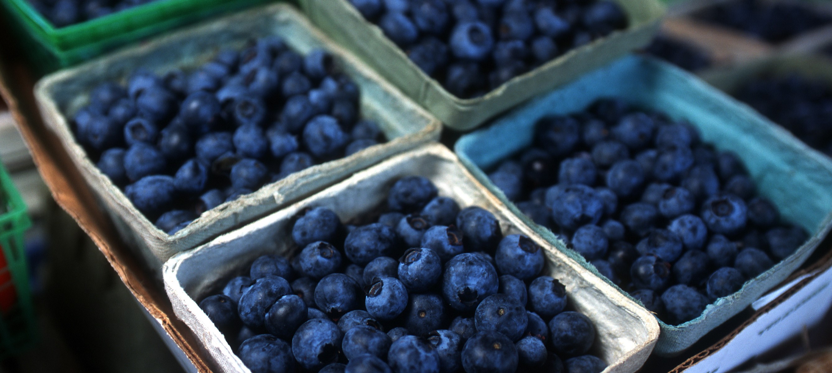 Copy of OBJ.blueberries shorter